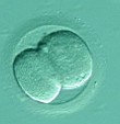 Kultivace embryí