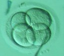 Kultivace embryí